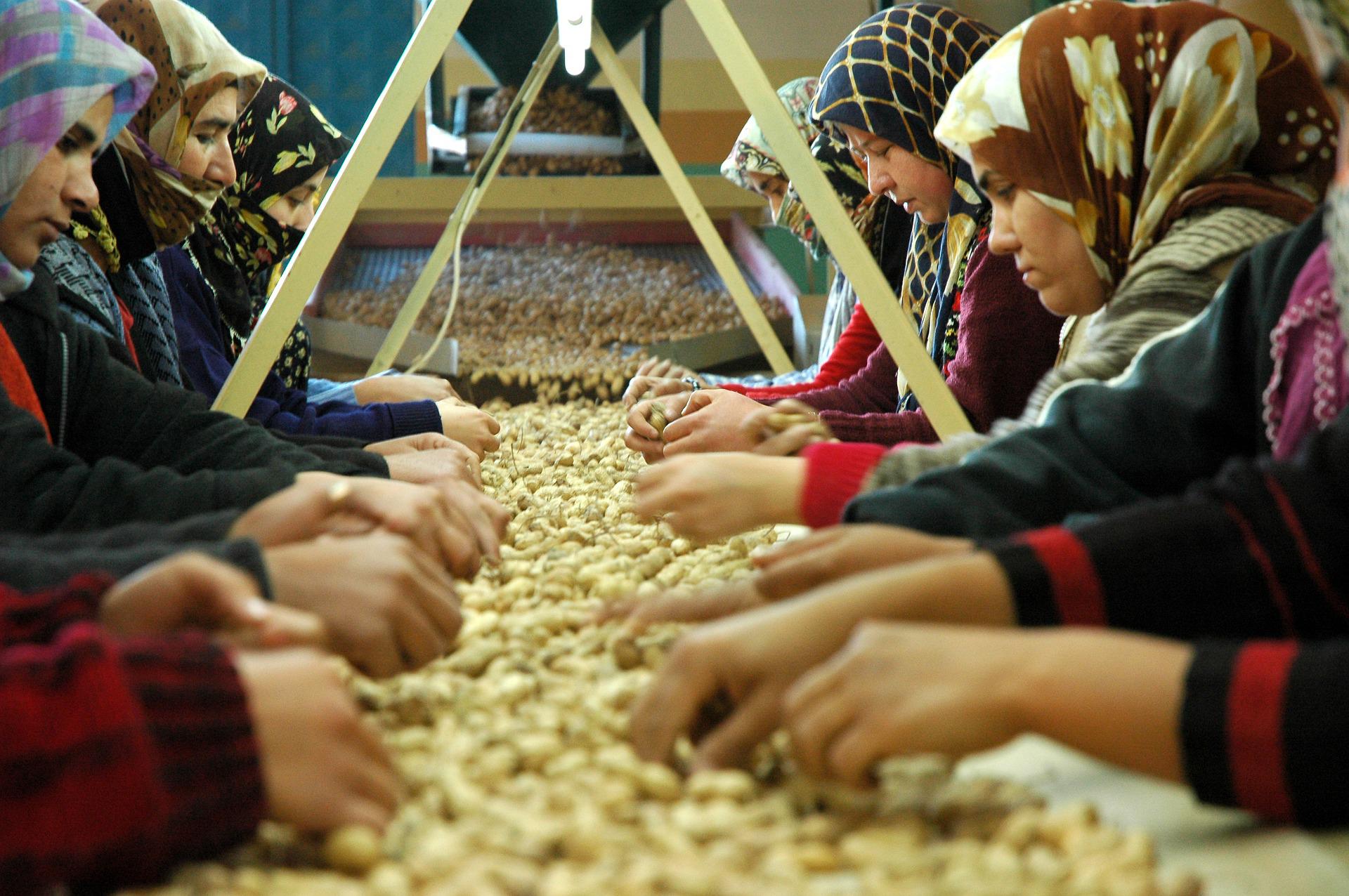 Arab women sorting peanuts