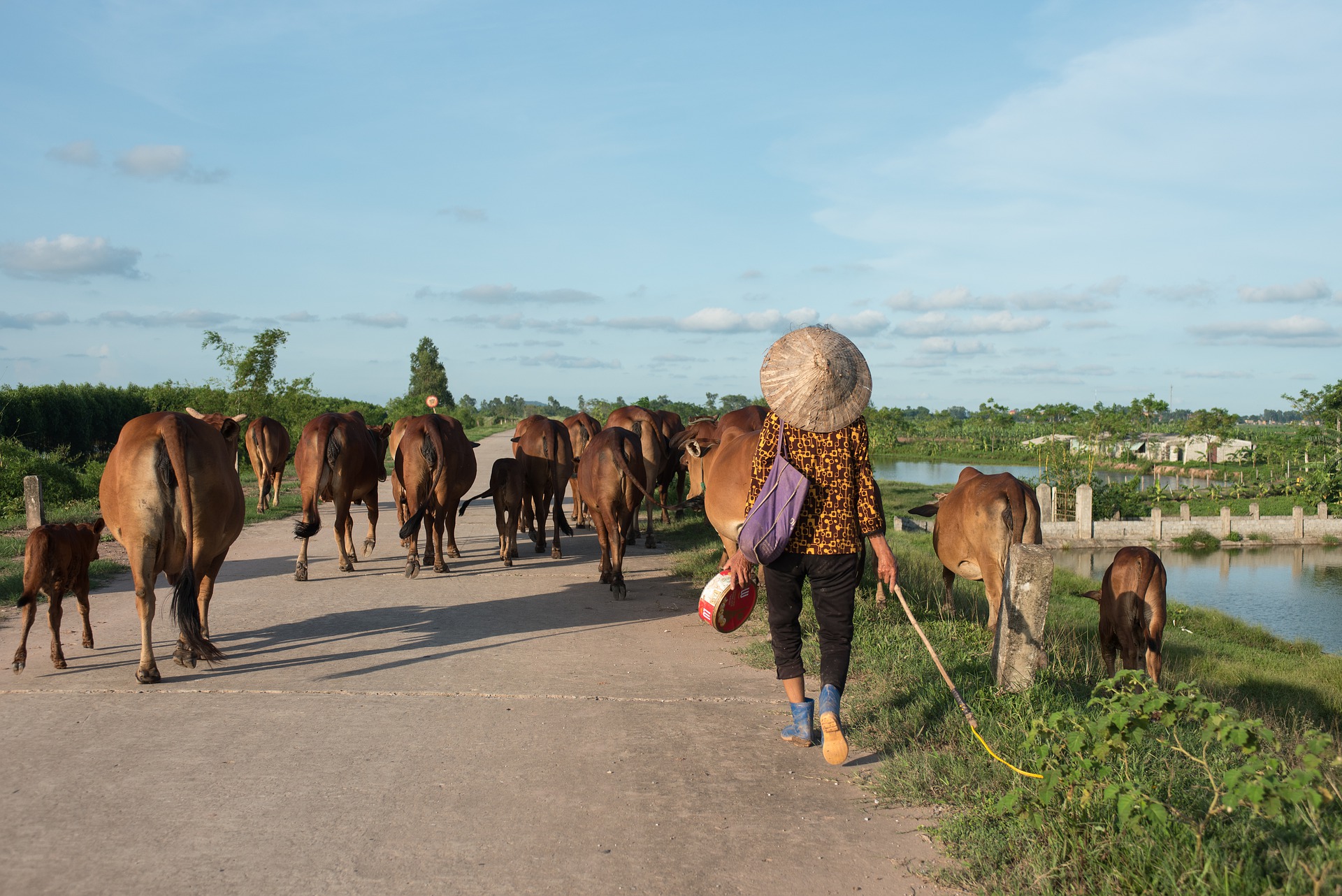 Vietnamese women with cows, walking home